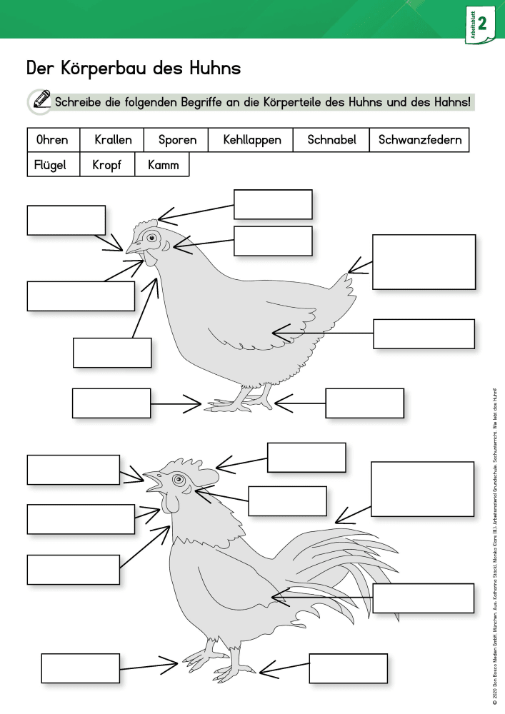 Arbeitsmaterial Grundschule. Sachunterricht: Wie lebt das Huhn?