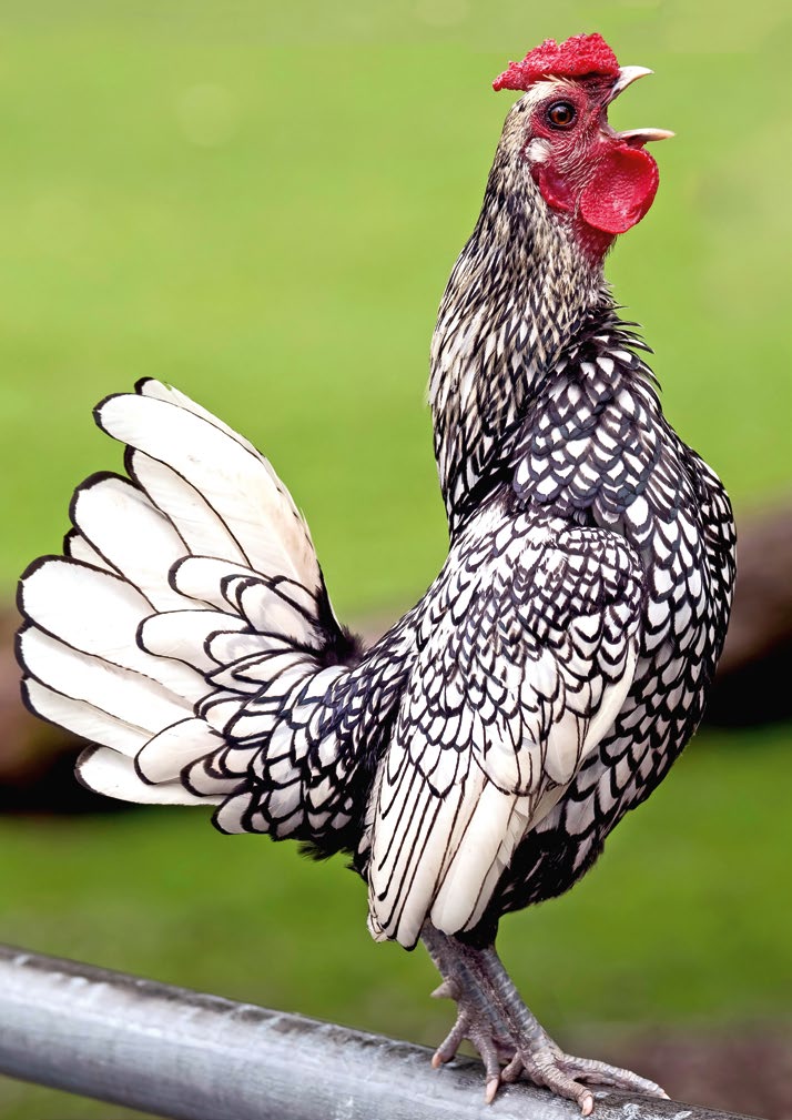 Postkartenblock Hühner