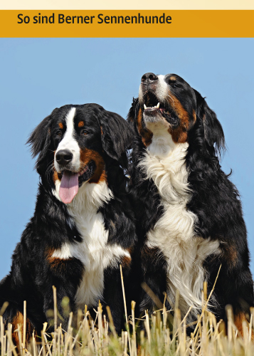 Berner Sennenhund Berner Sennenhund