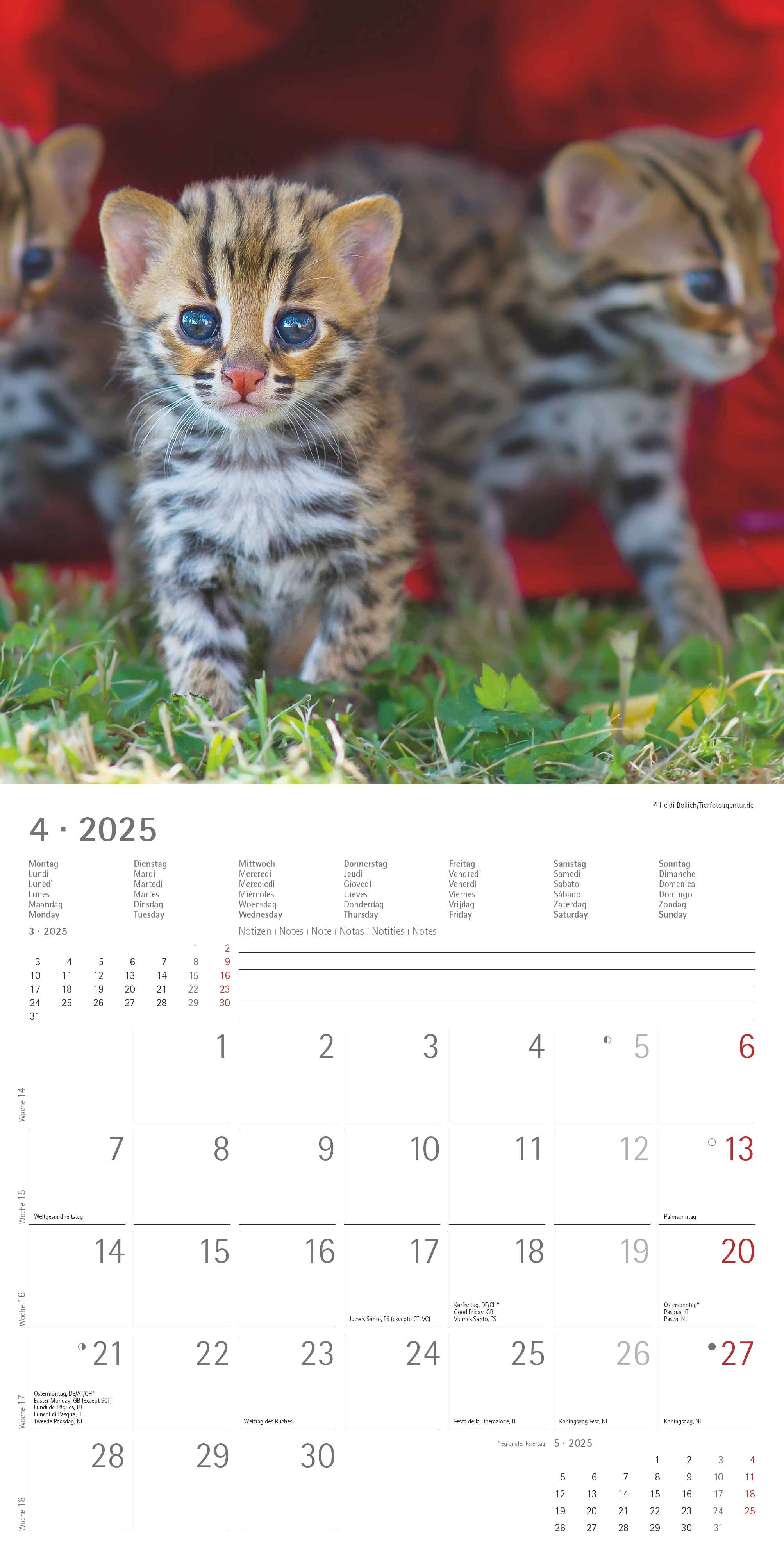 Alpha Edition - Katzenbabys 2025 Broschürenkalender, 30x30cm, Wandkalender mit Platz für Notizen und Termine, schöne Motive von Katzen-Babys, Monatsübersicht und Ferientermine DE/AT/CH