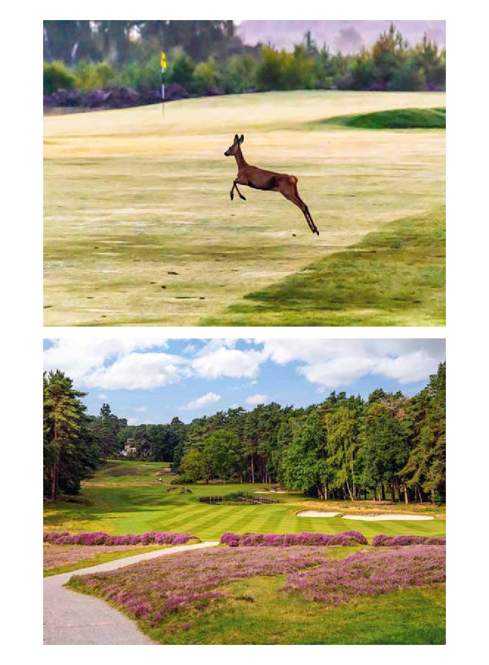 150 Golfplätze, die man gespielt haben muss - Golf Geschenkbuch