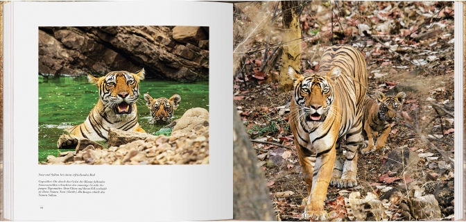 Die Tiger von Ranthambhore