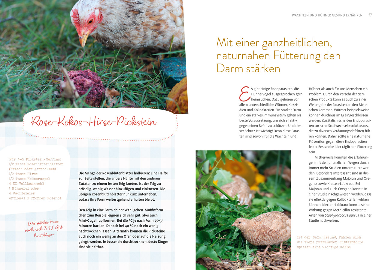 Was sucht das Huhn im Kräuterbeet?