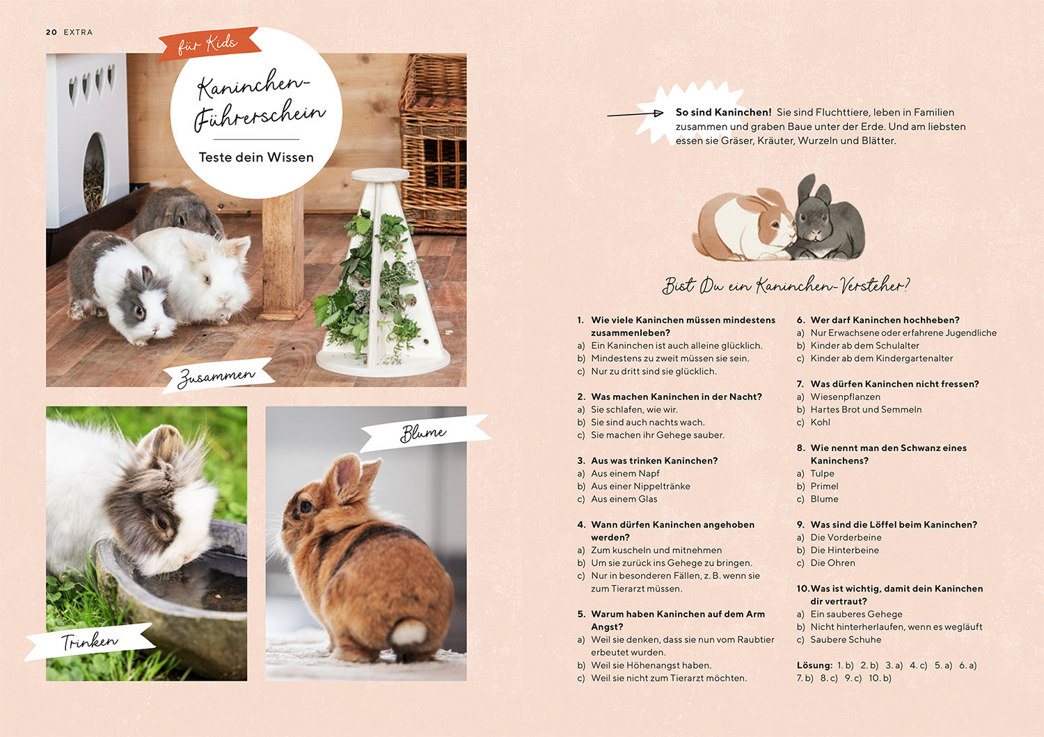 Zwergkaninchen