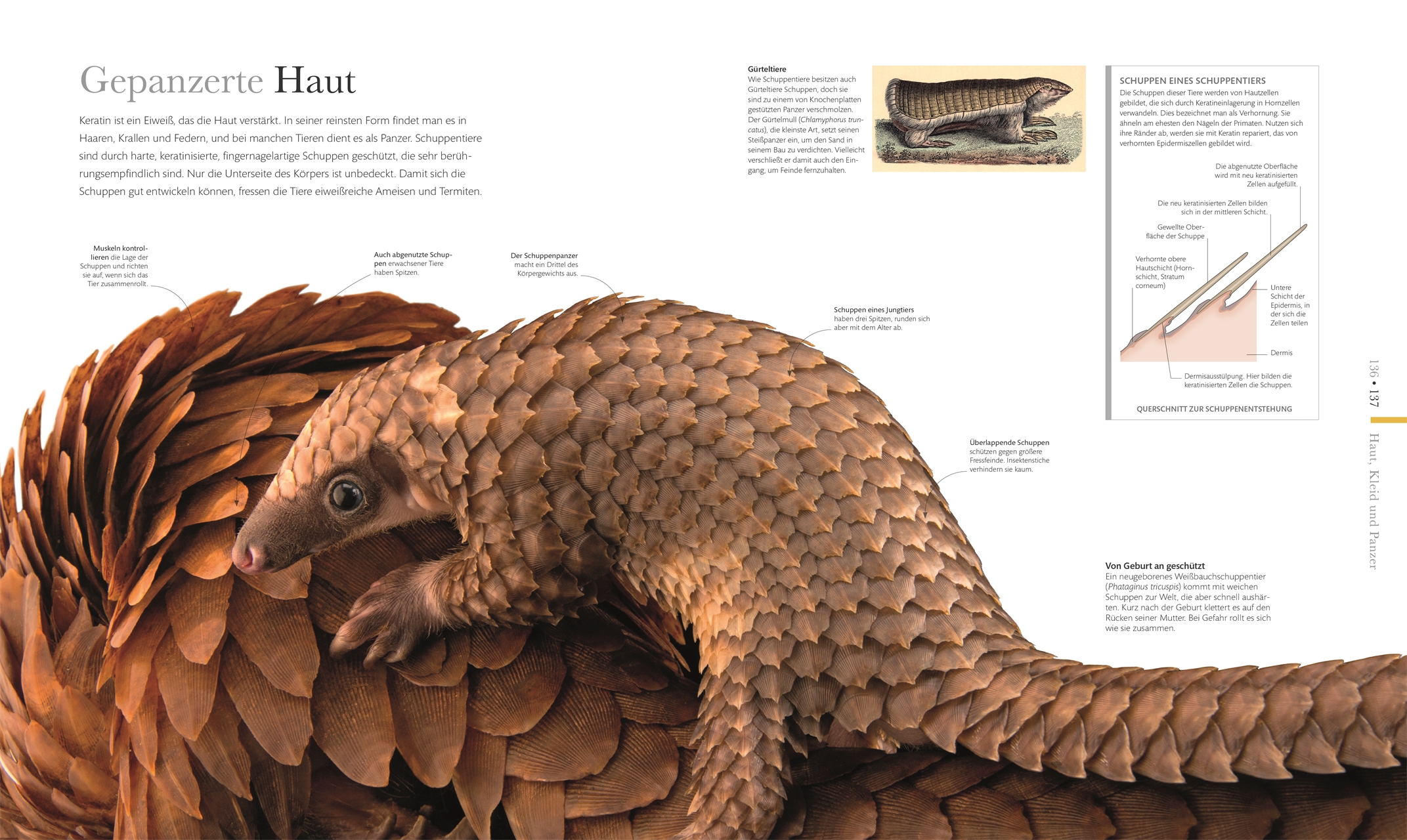 Fauna – Wunderwelt der Tiere