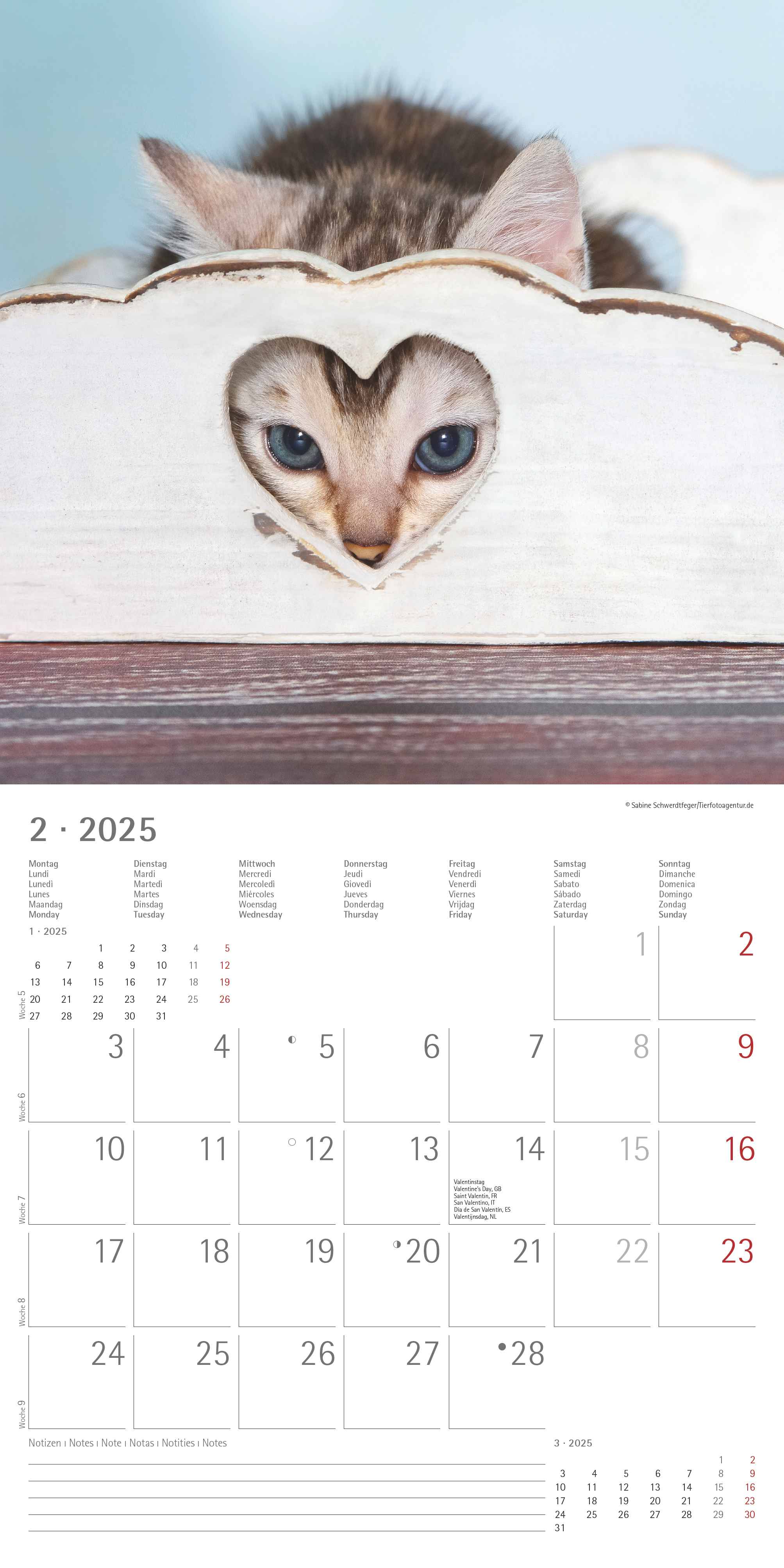 Alpha Edition - Katzenbabys 2025 Broschürenkalender, 30x30cm, Wandkalender mit Platz für Notizen und Termine, schöne Motive von Katzen-Babys, Monatsübersicht und Ferientermine DE/AT/CH