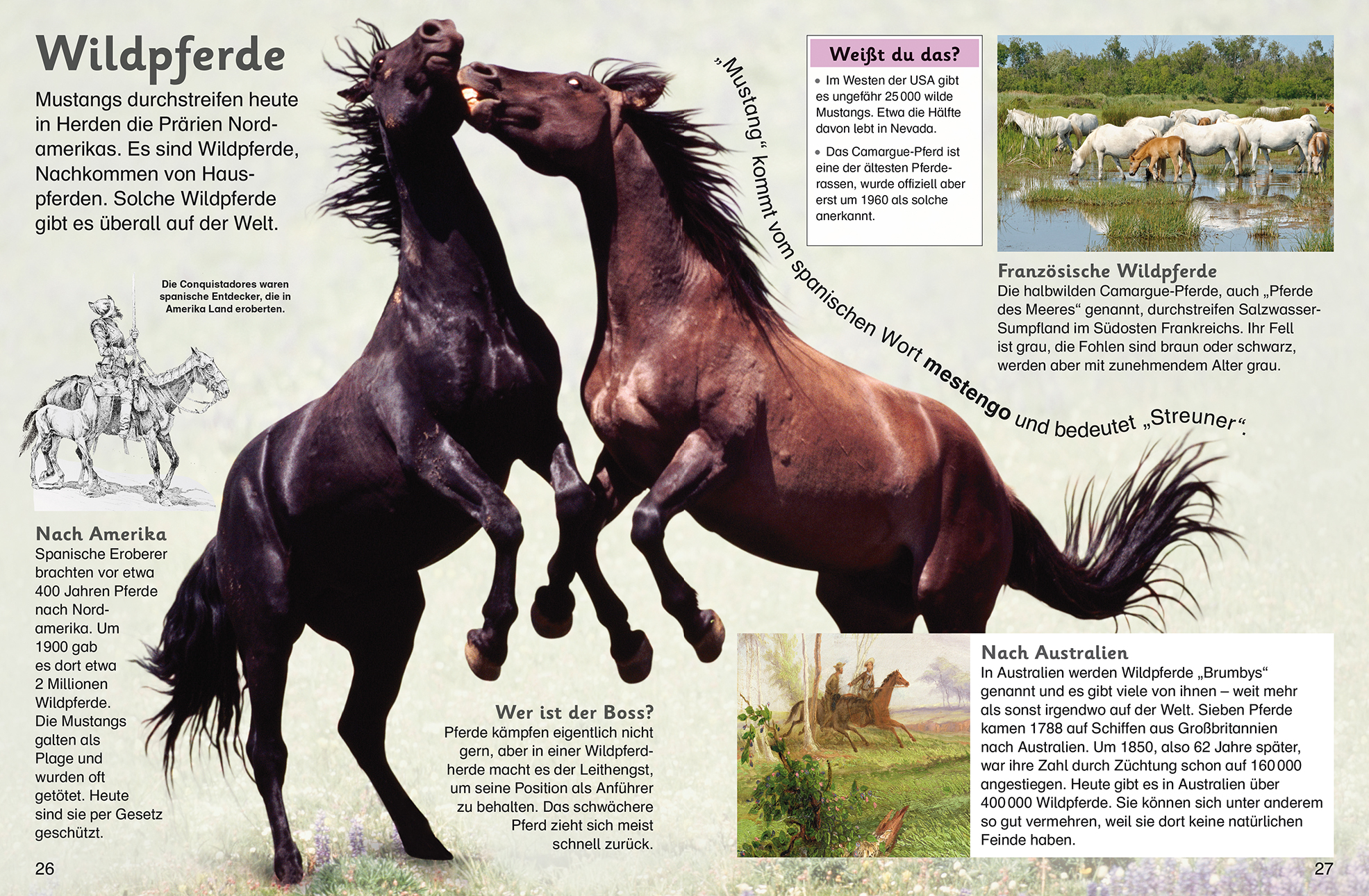 memo Kids. Pferde und Ponys