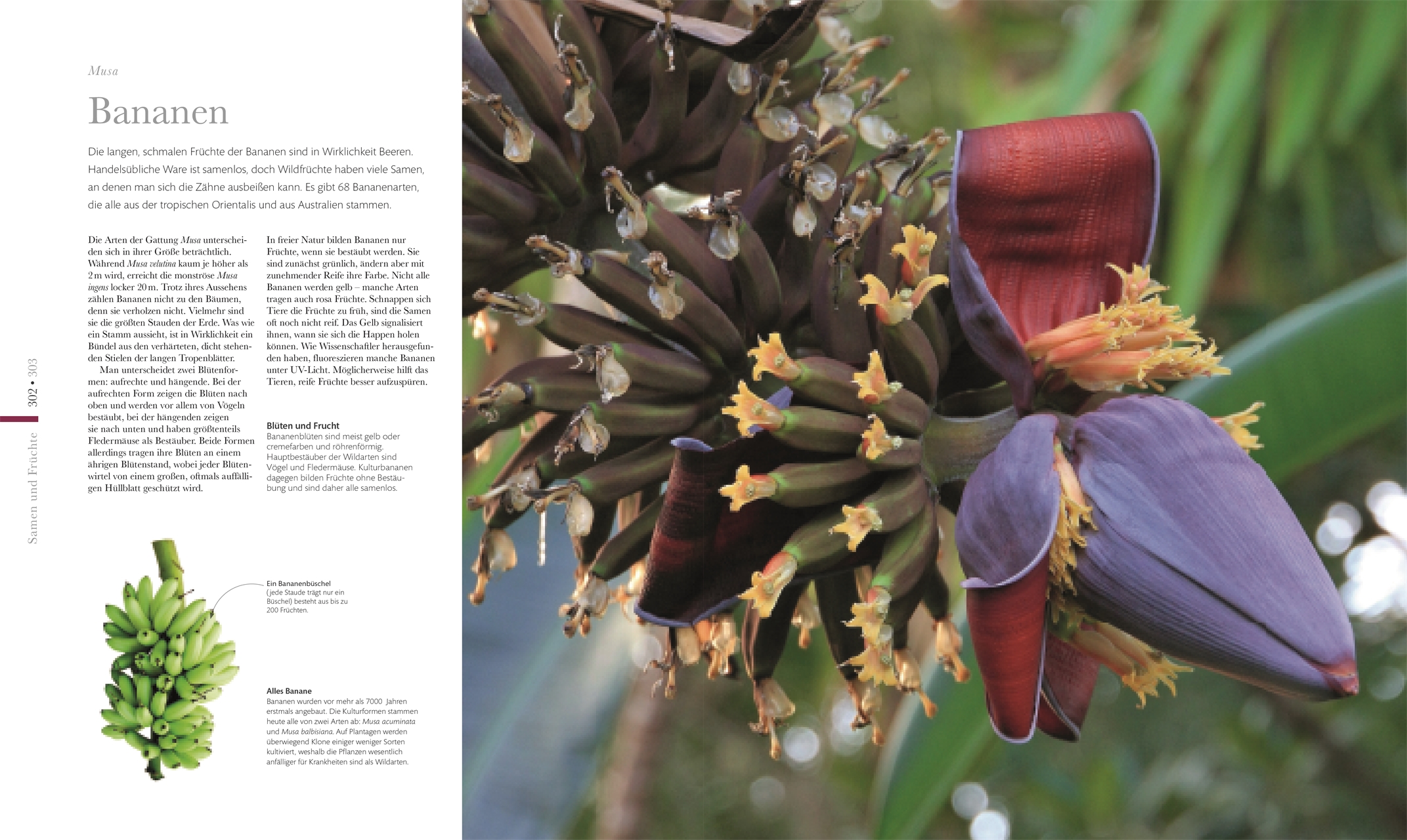 DK Wunderwelten. Flora – Wunderwelt der Pflanzen