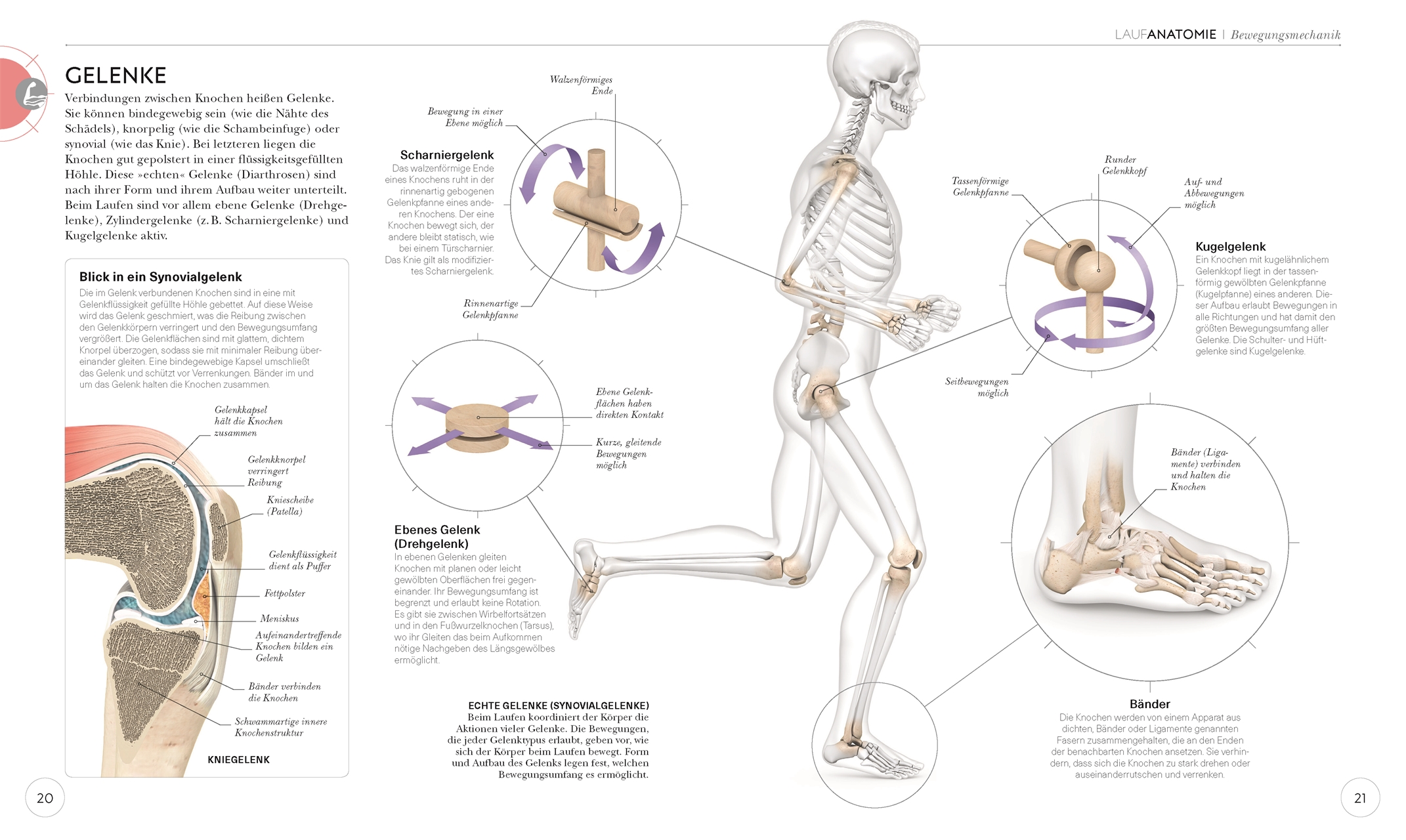 Lauftraining – Die Anatomie verstehen