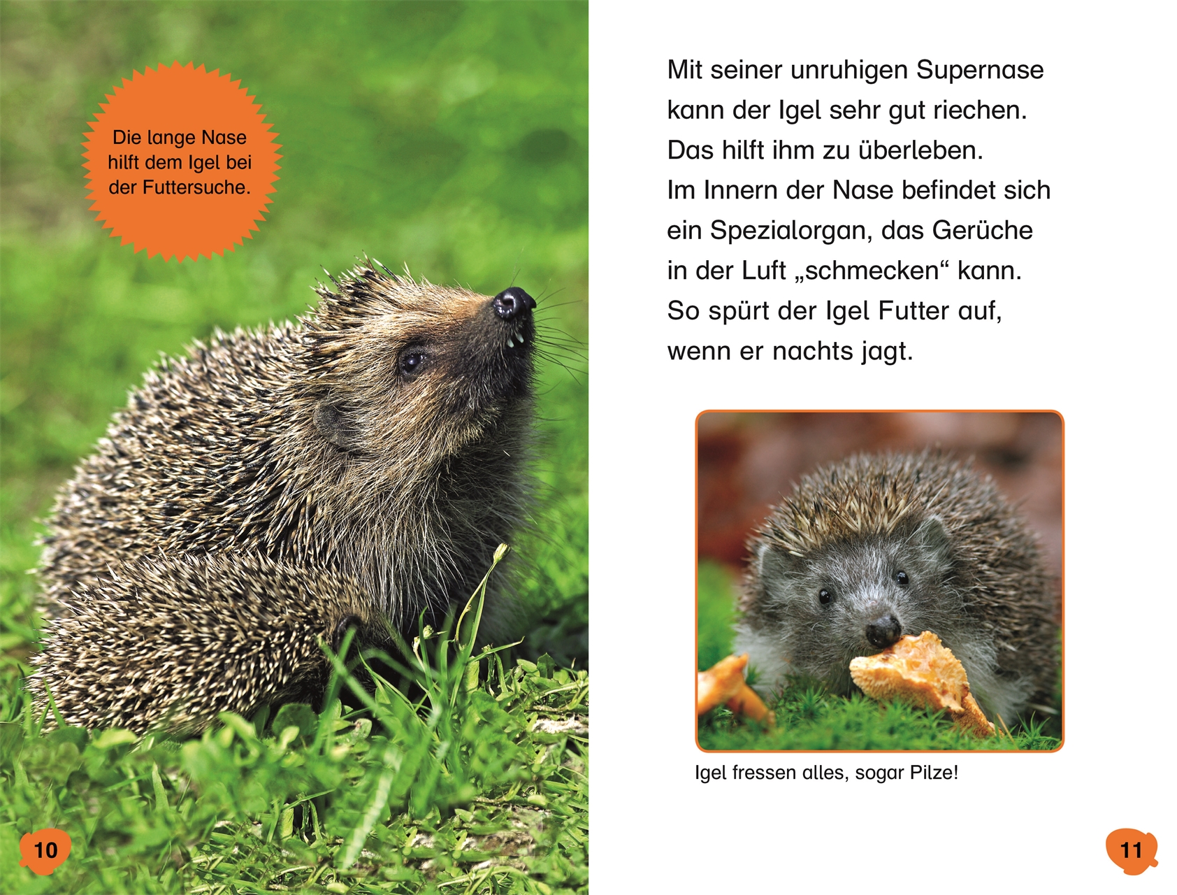 SUPERLESER! Hallo, Igel! SUPERLESER! Hallo, Igel!
