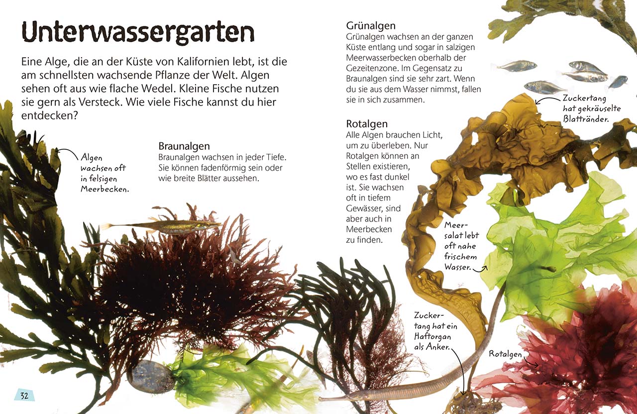 Naturführer für Kinder. Küste und Strand Naturführer für Kinder. Küste und Strand