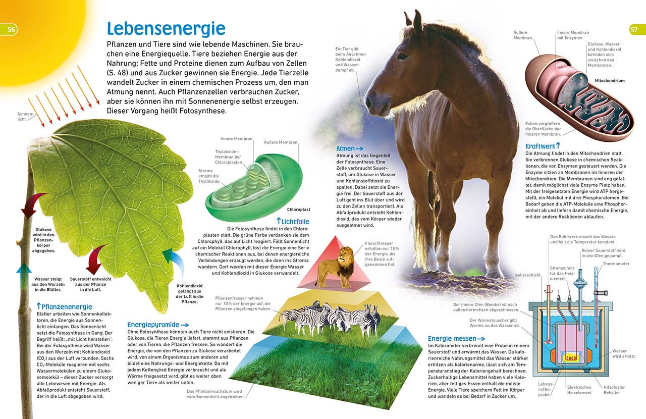 memo Wissen entdecken. Naturwissenschaften memo Wissen entdecken. Naturwissenschaften