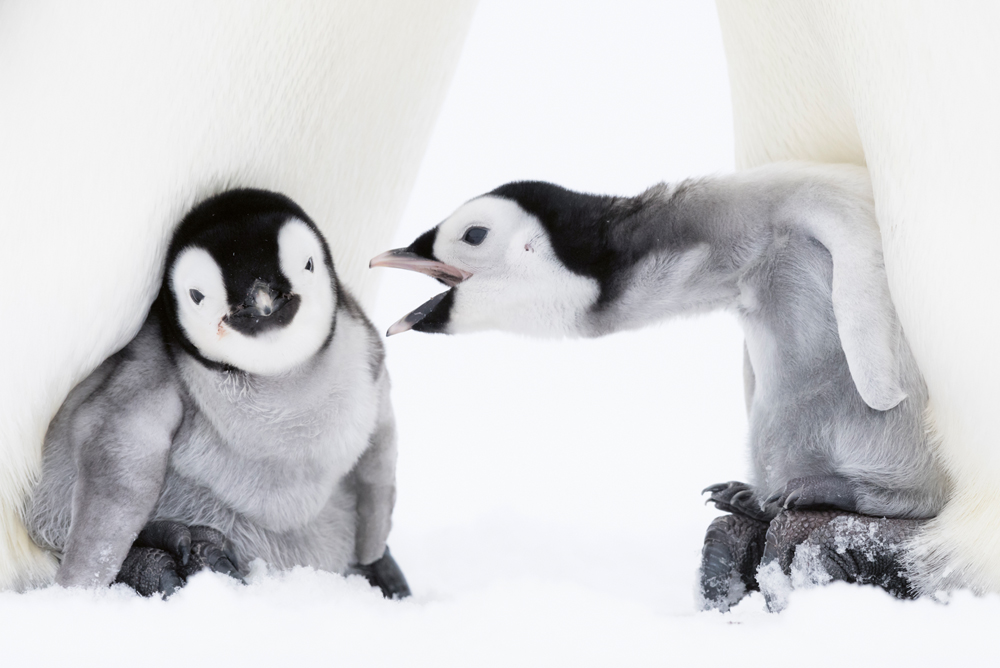 Die Gemeinschaft der Pinguine