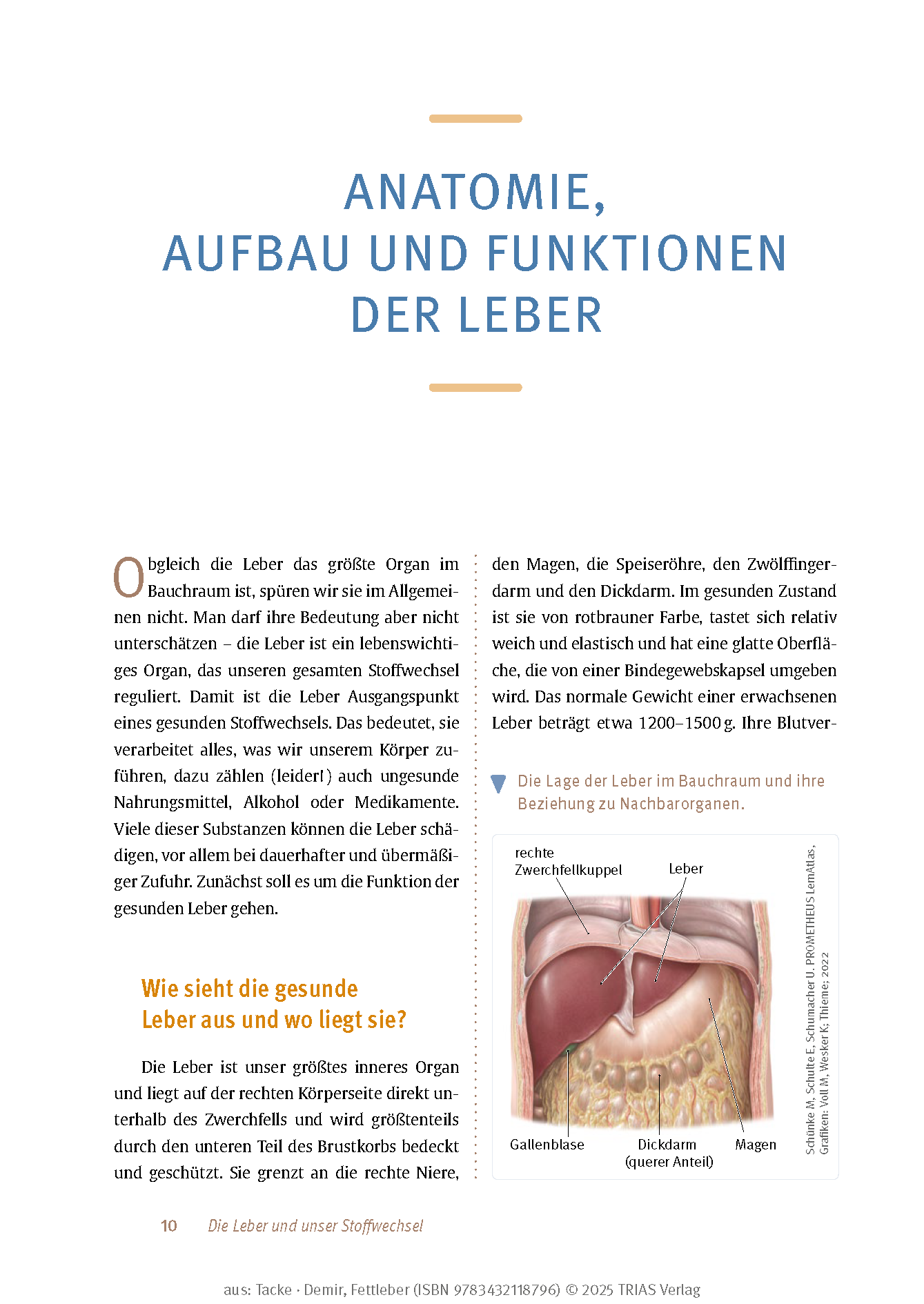 Expertenwissen: Fettleber