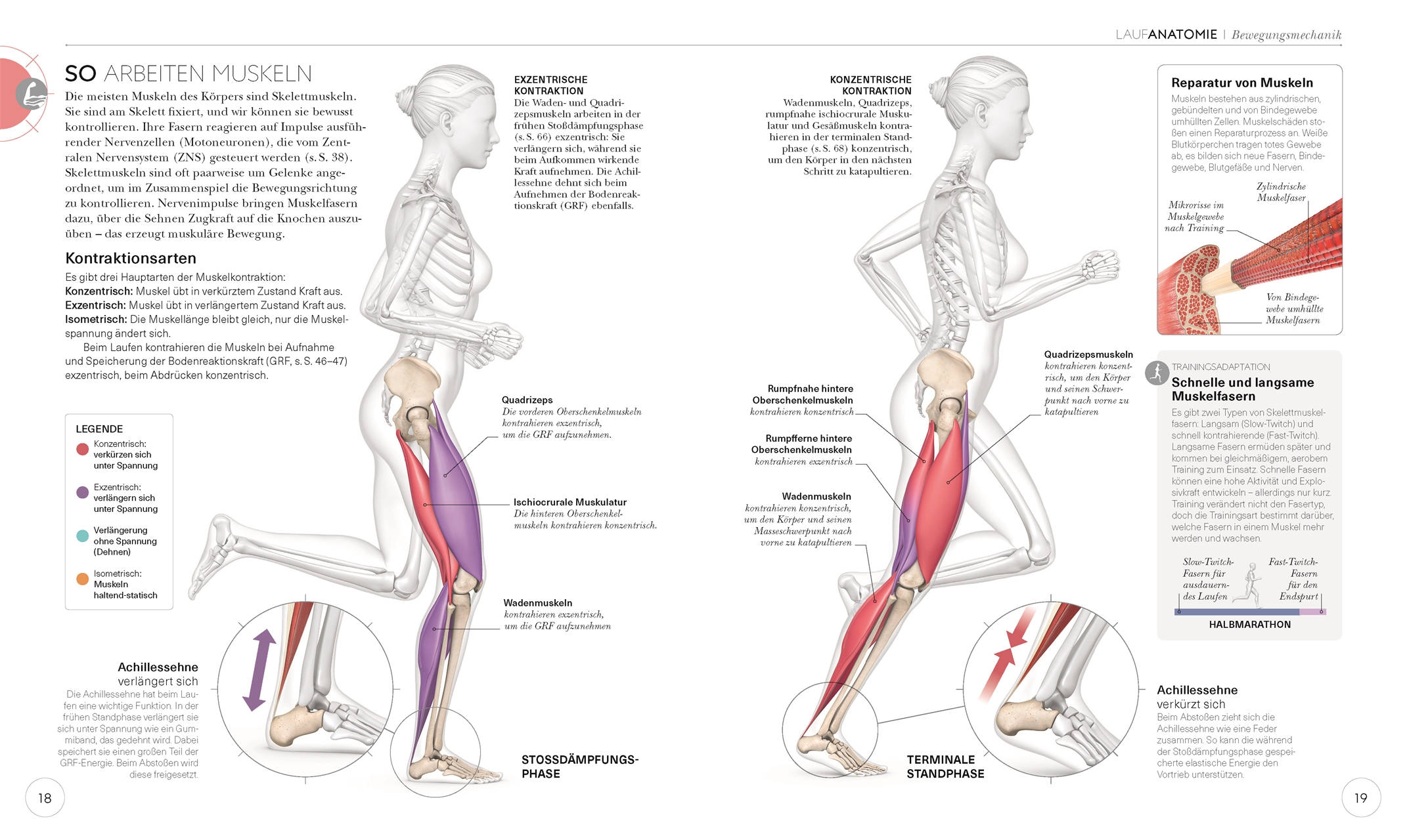 Lauftraining – Die Anatomie verstehen