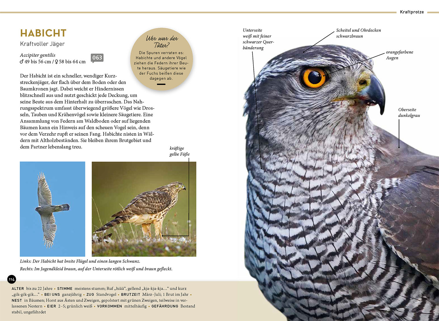 Lieblingsvögel Lieblingsvögel