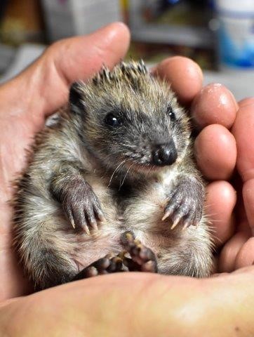 Eine Handvoll Glück Eine Handvoll Glück
