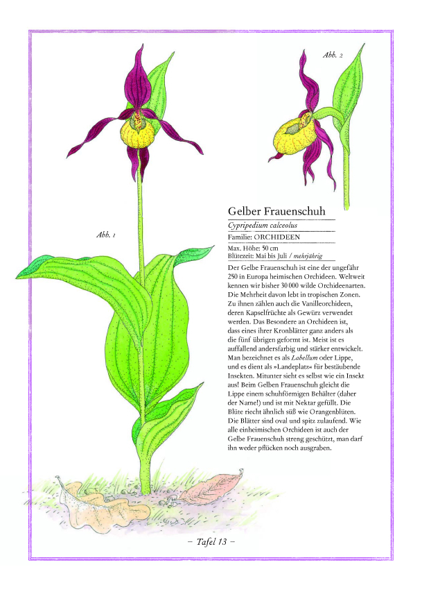 Lavendel, Lilie, Löwenzahn Lavendel, Lilie, Löwenzahn