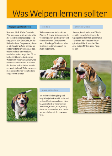 Beagle