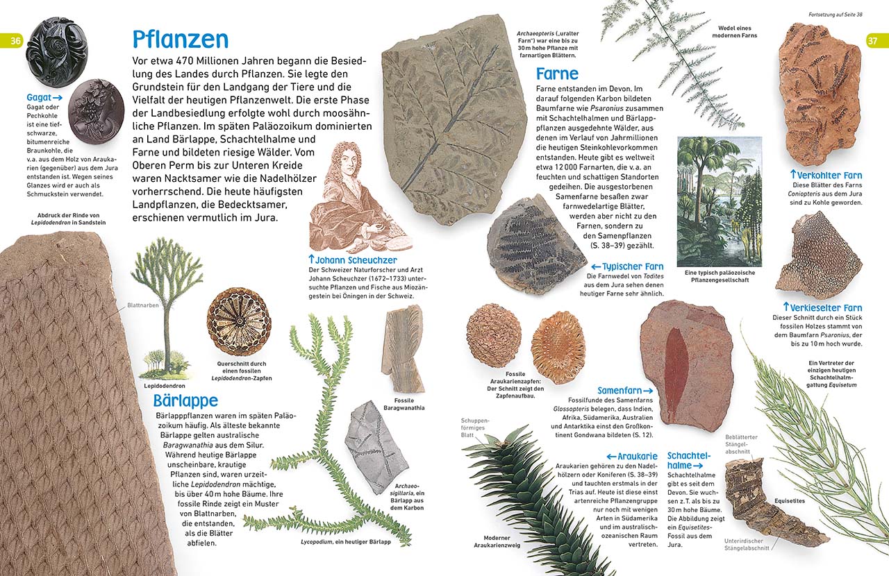 memo Wissen entdecken. Fossilien