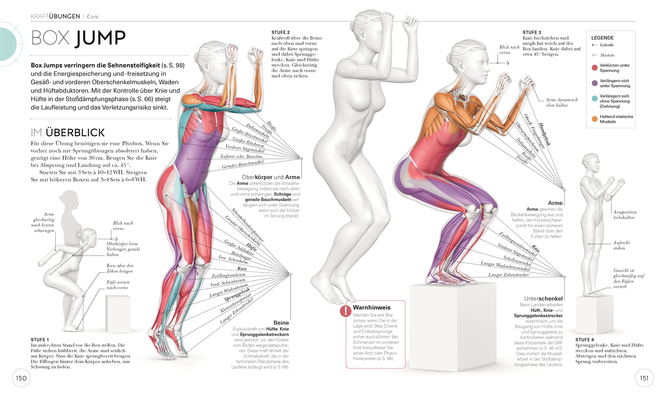 Lauftraining – Die Anatomie verstehen