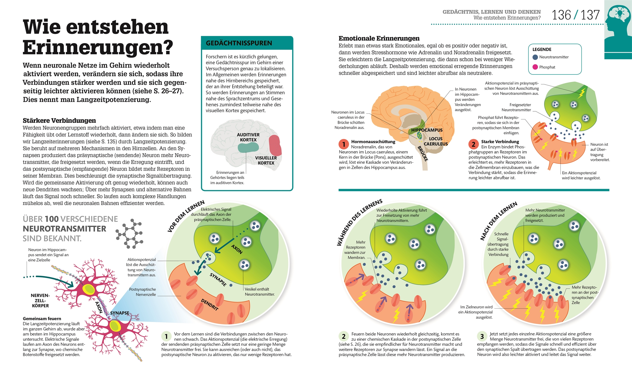 #dkinfografik. Das menschliche Gehirn und wie es funktioniert