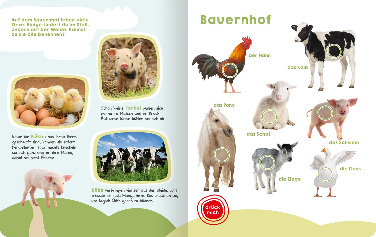 Mein großes Buch der Tiergeräusche Mein großes Buch der Tiergeräusche