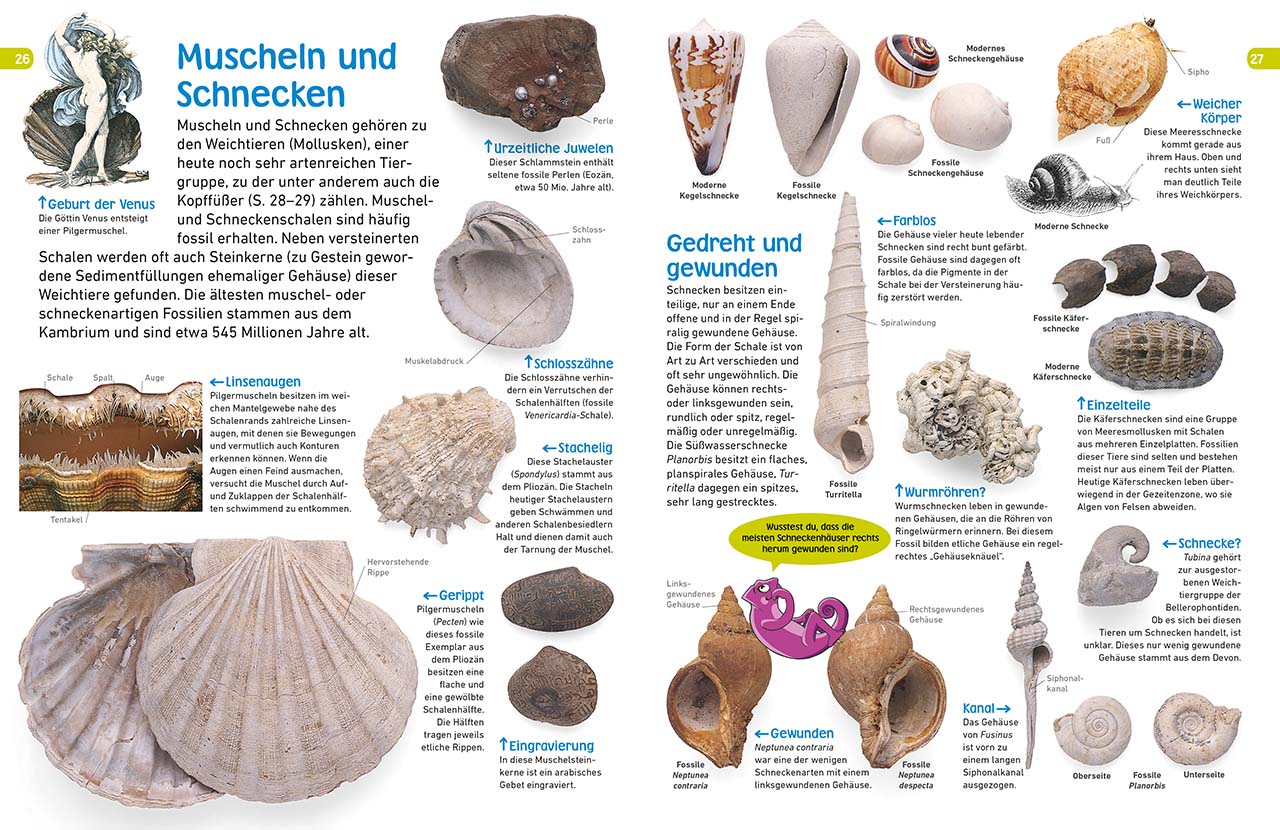 memo Wissen entdecken. Fossilien