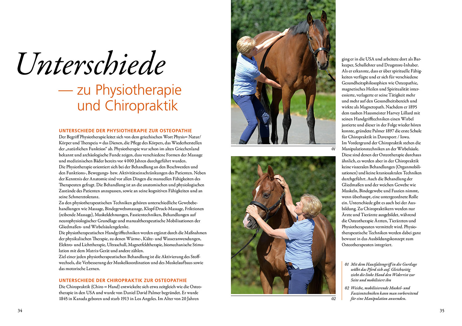 Osteopathie für Pferde Osteopathie für Pferde
