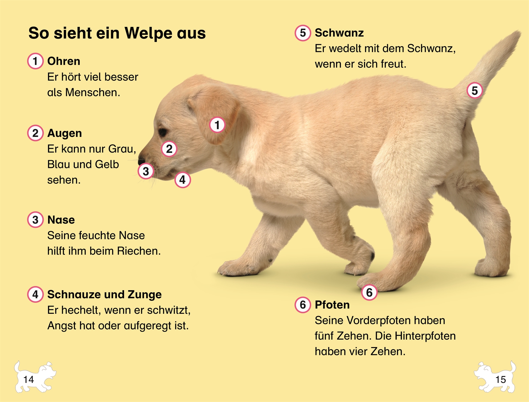 SUPERLESER! Wuffis neues Zuhause SUPERLESER! Wuffis neues Zuhause