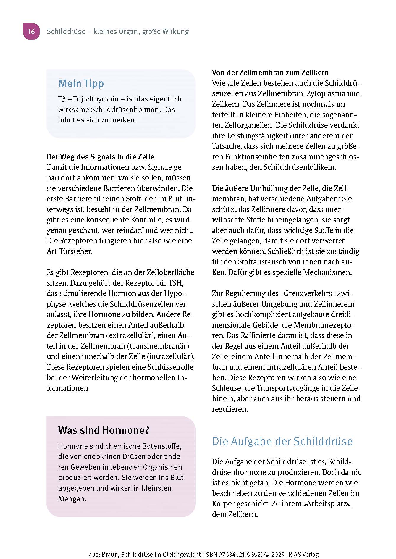 Schilddrüse im Gleichgewicht