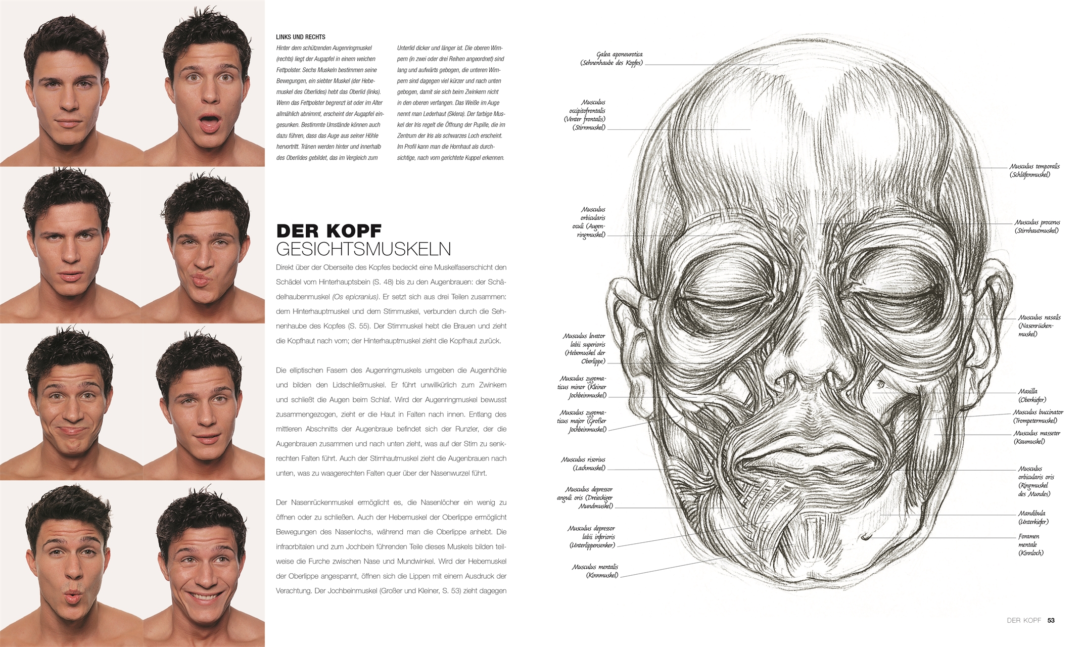 Anatomie für Künstler