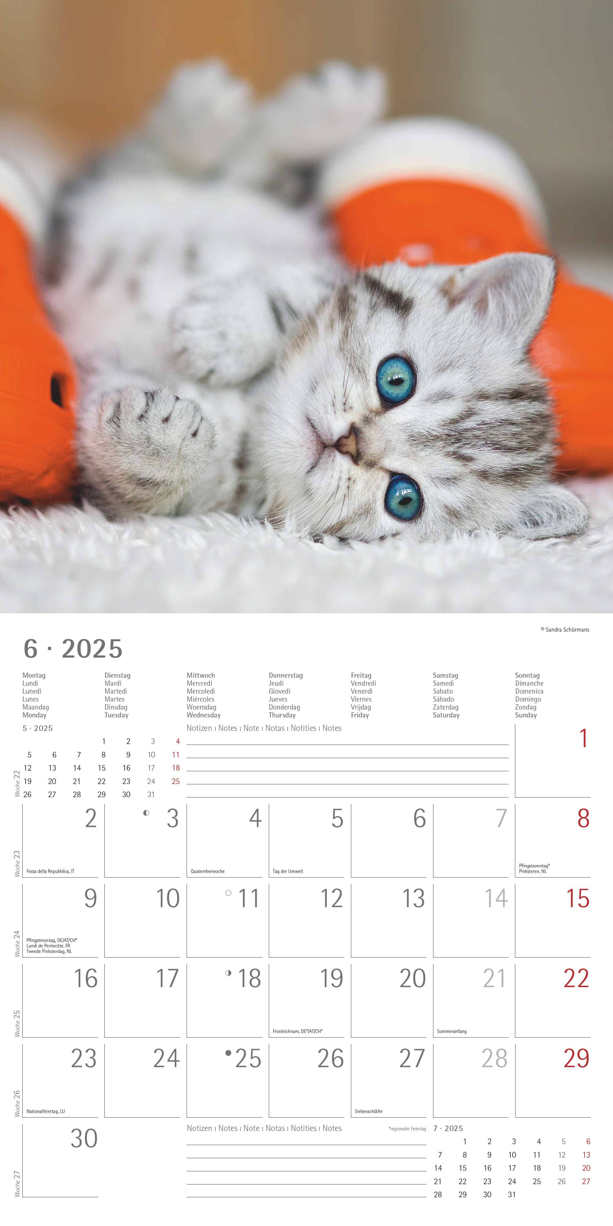 Alpha Edition - Katzenbabys 2025 Broschürenkalender, 30x30cm, Wandkalender mit Platz für Notizen und Termine, schöne Motive von Katzen-Babys, Monatsübersicht und Ferientermine DE/AT/CH