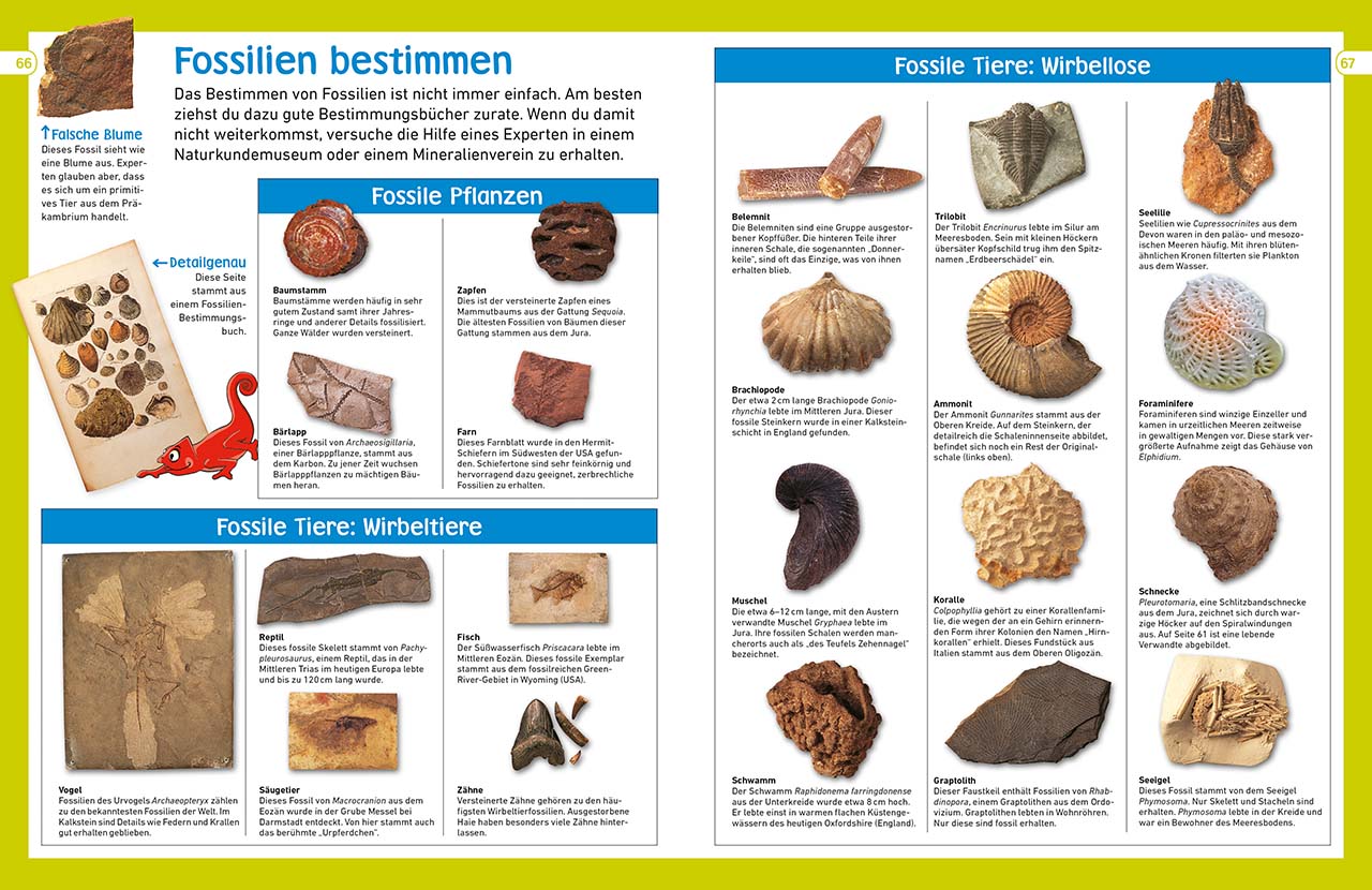 memo Wissen entdecken. Fossilien