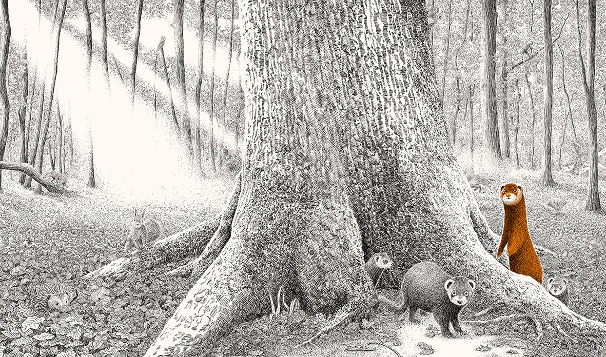 Versteckt im Wald