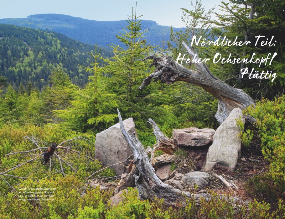 Erlebnis-Wanderungen Nationalpark Schwarzwald