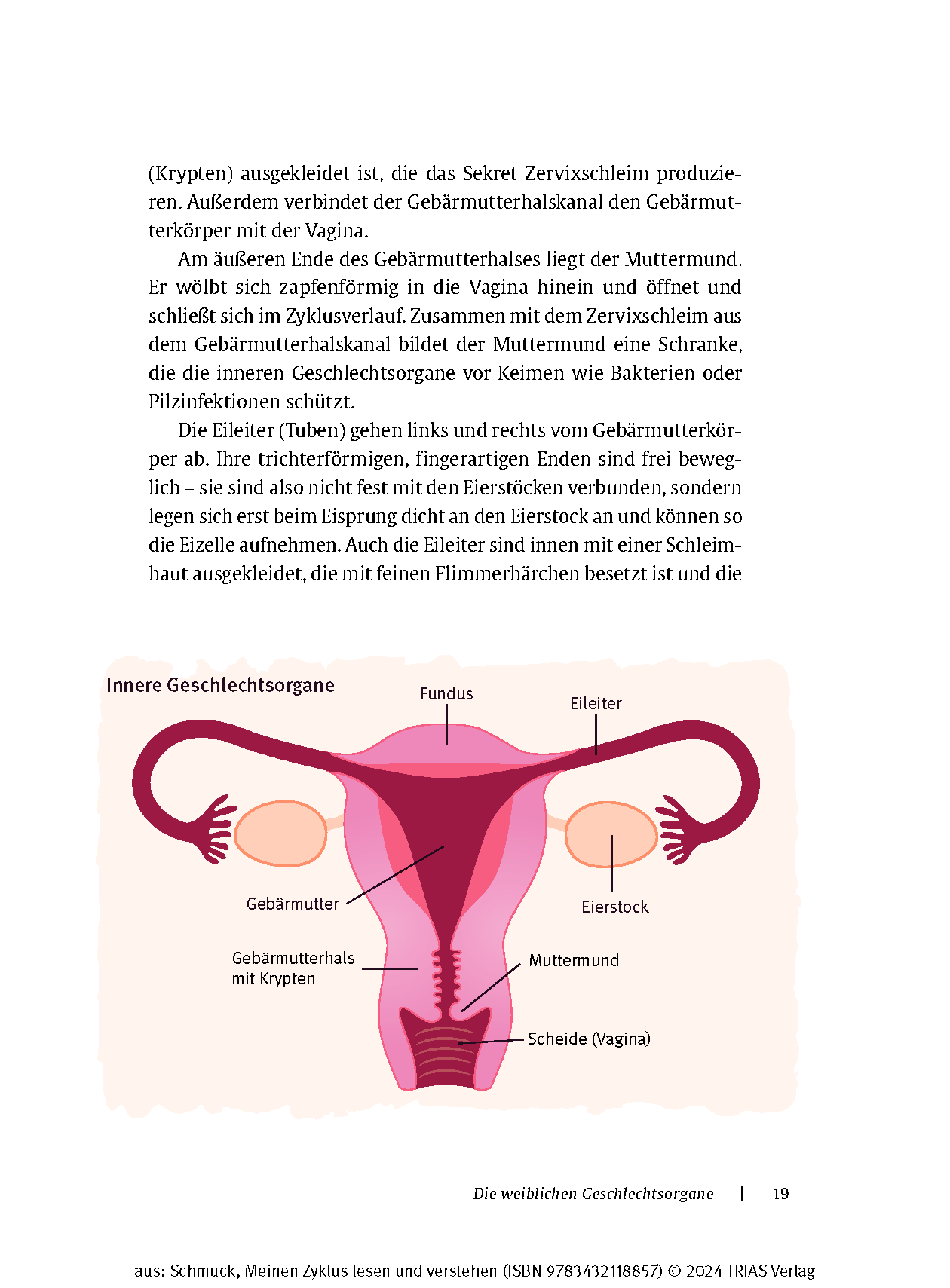 Meinen Zyklus lesen und verstehen Meinen Zyklus lesen und verstehen