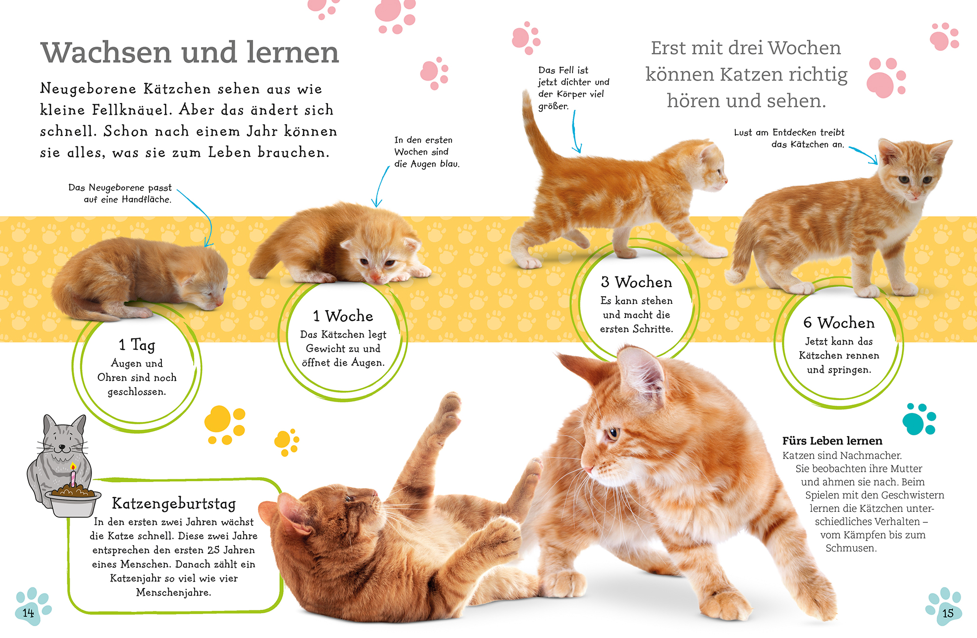 Alles über deine Katze