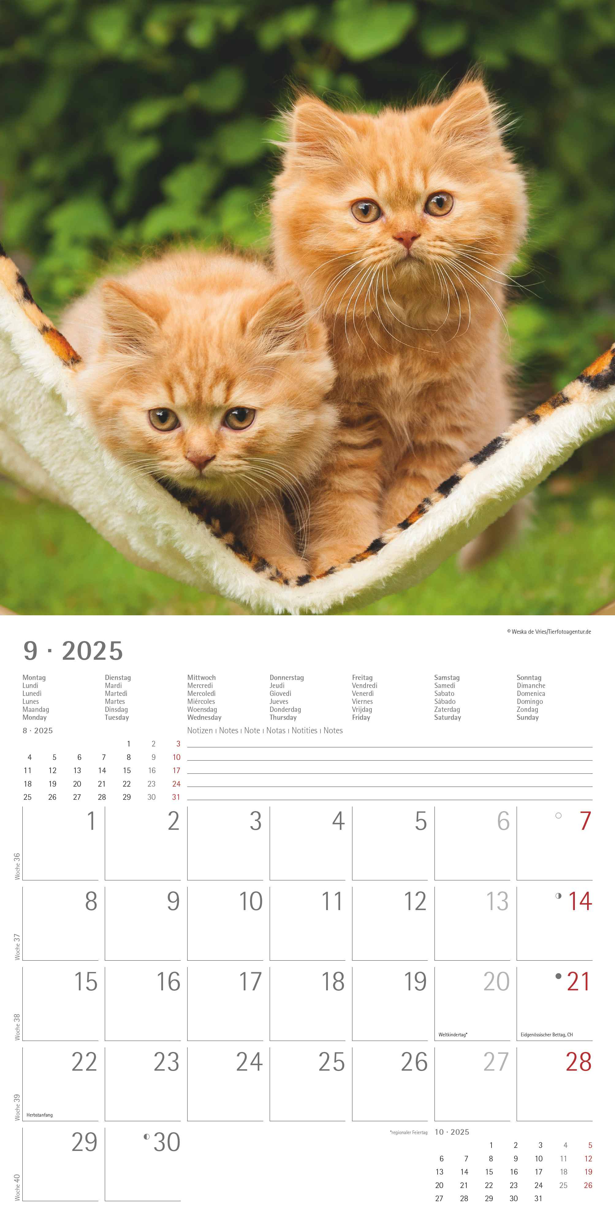 Alpha Edition - Katzenbabys 2025 Broschürenkalender, 30x30cm, Wandkalender mit Platz für Notizen und Termine, schöne Motive von Katzen-Babys, Monatsübersicht und Ferientermine DE/AT/CH