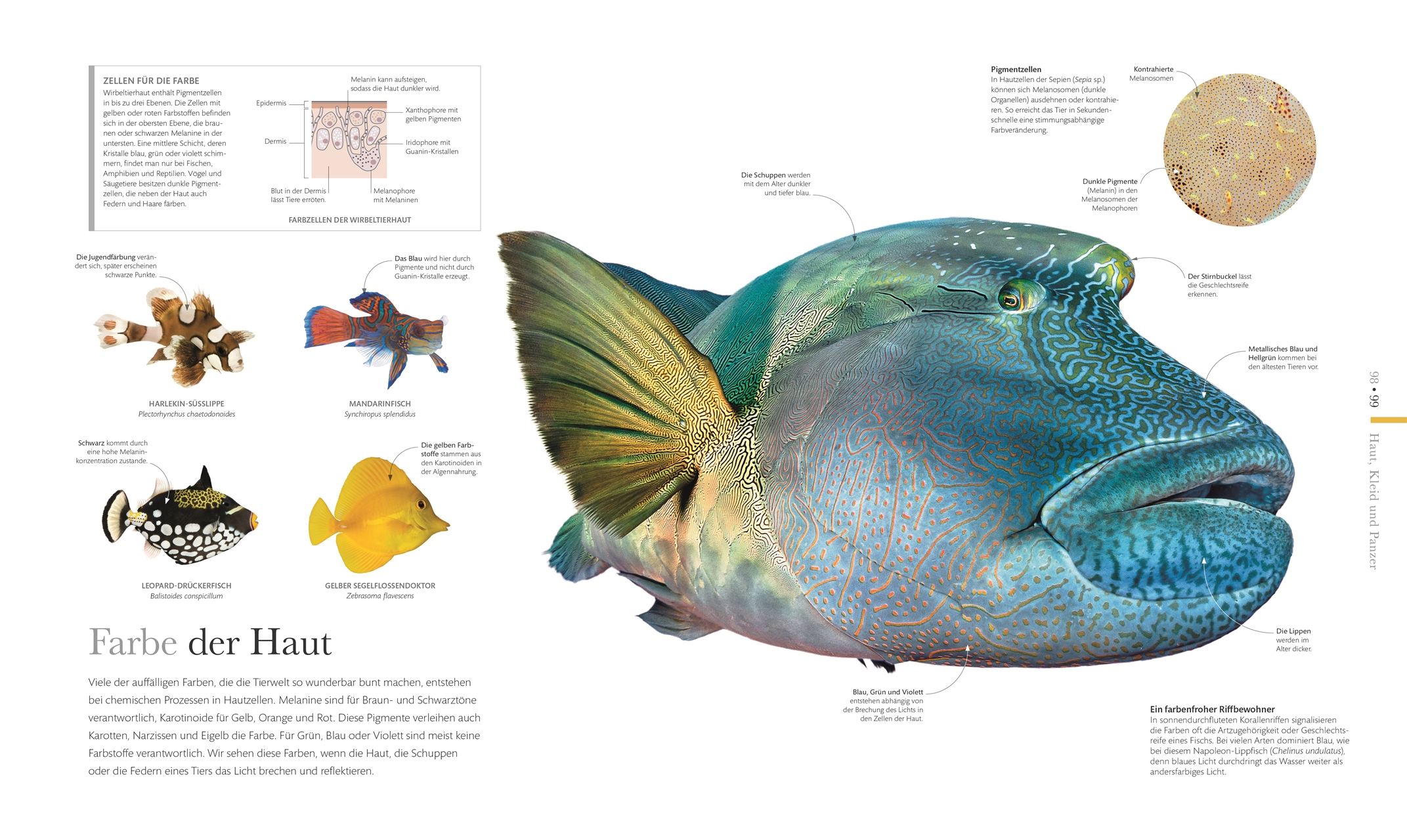 Fauna – Wunderwelt der Tiere