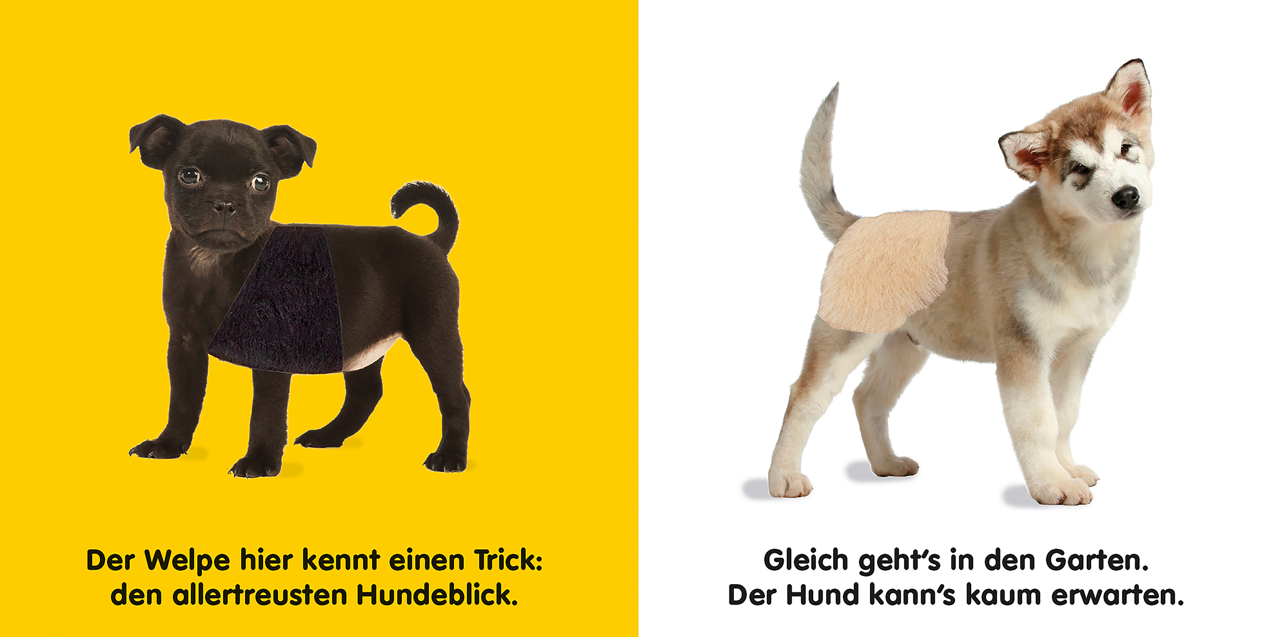 Mein Fühlbilderbuch. Hunde