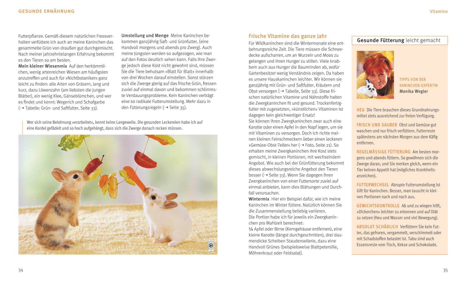 Zwergkaninchen Zwergkaninchen
