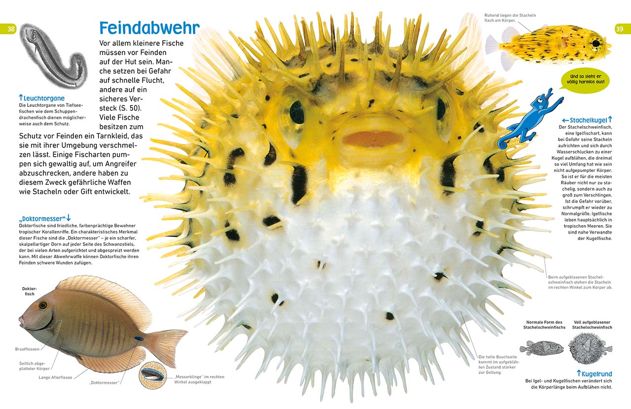 memo Wissen entdecken. Fische