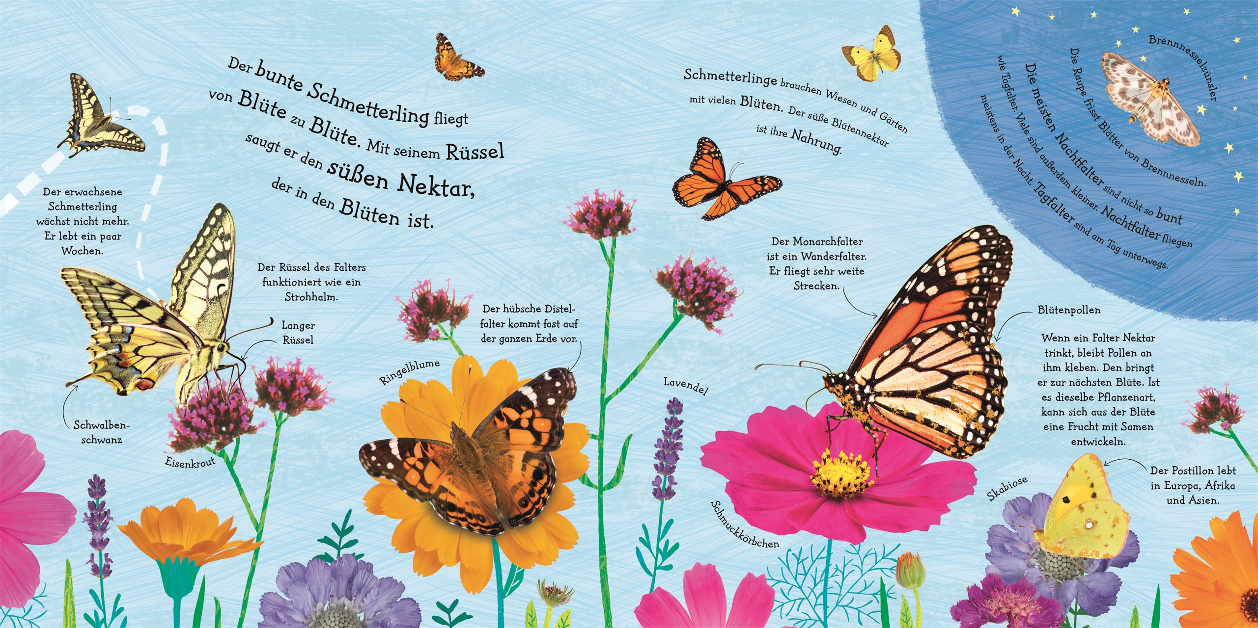 Wie wird die Raupe zum Schmetterling? Wie wird die Raupe zum Schmetterling?