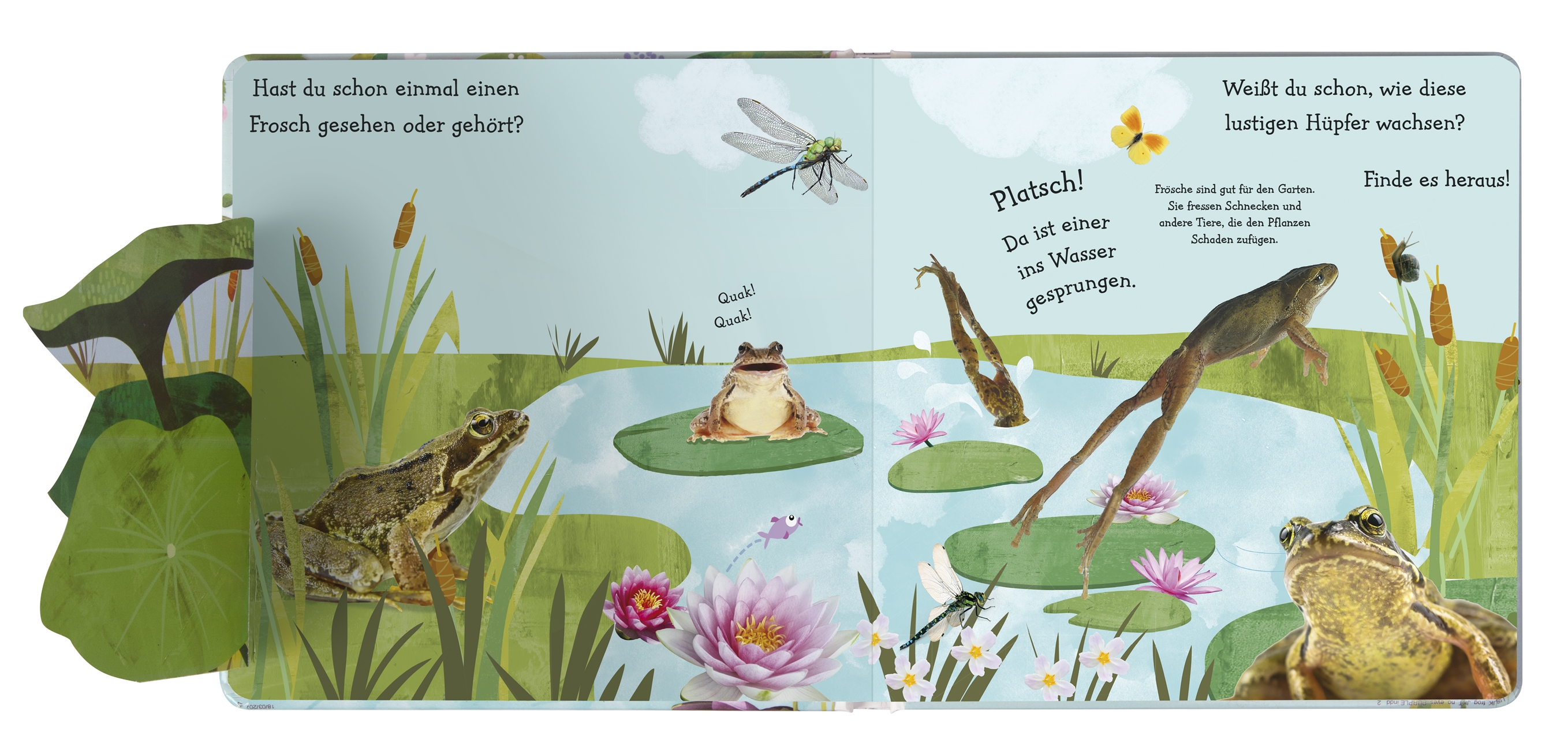 Wie wird die Kaulquappe zum Frosch?