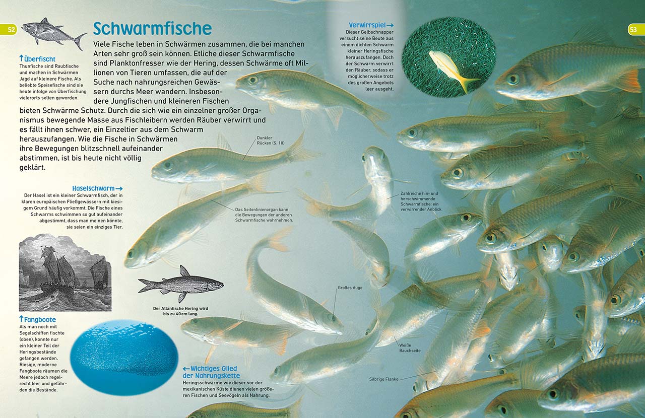 memo Wissen entdecken. Fische