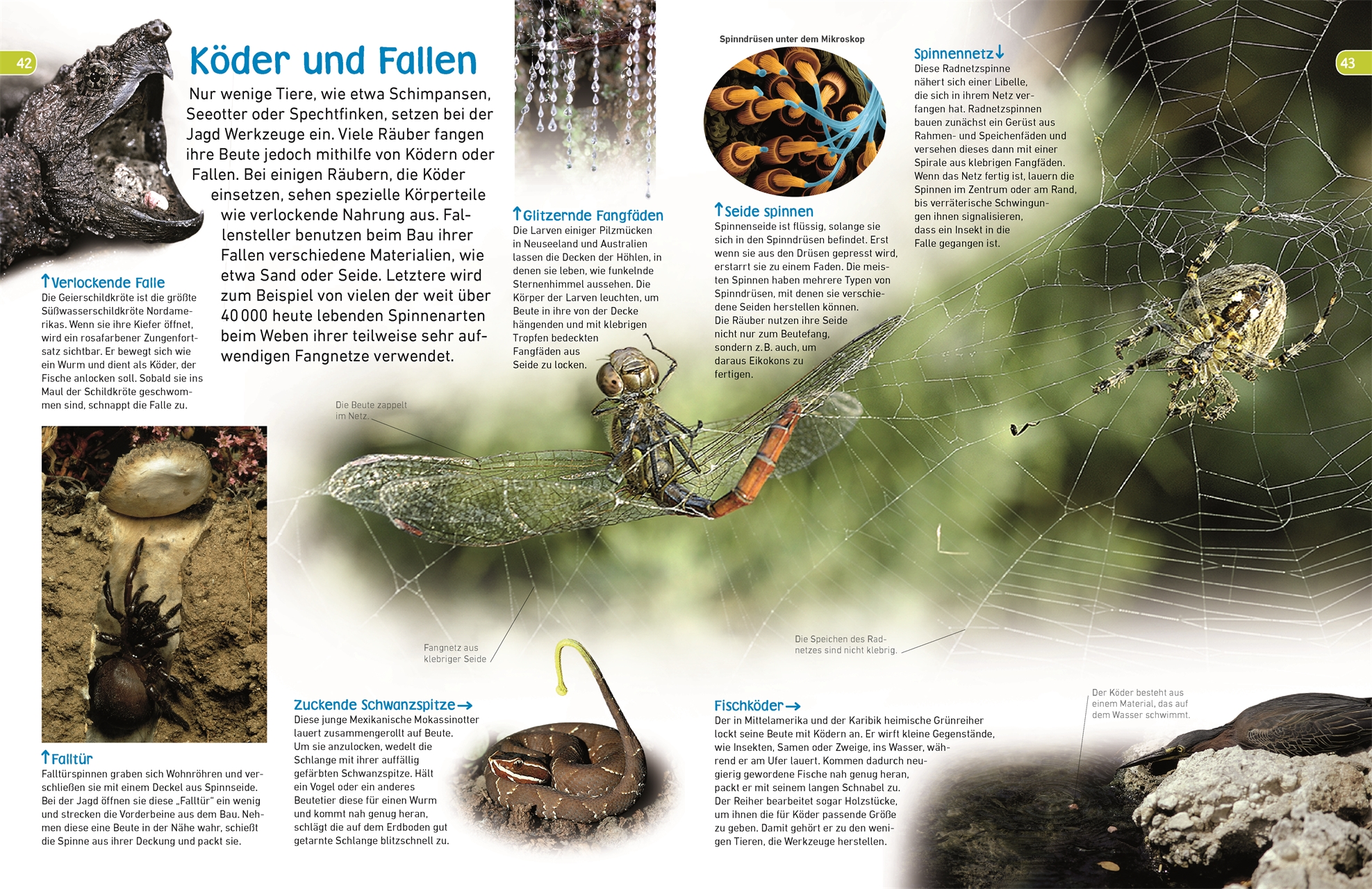 memo Wissen entdecken. Raubtiere und andere Jäger memo Wissen entdecken. Raubtiere und andere Jäger