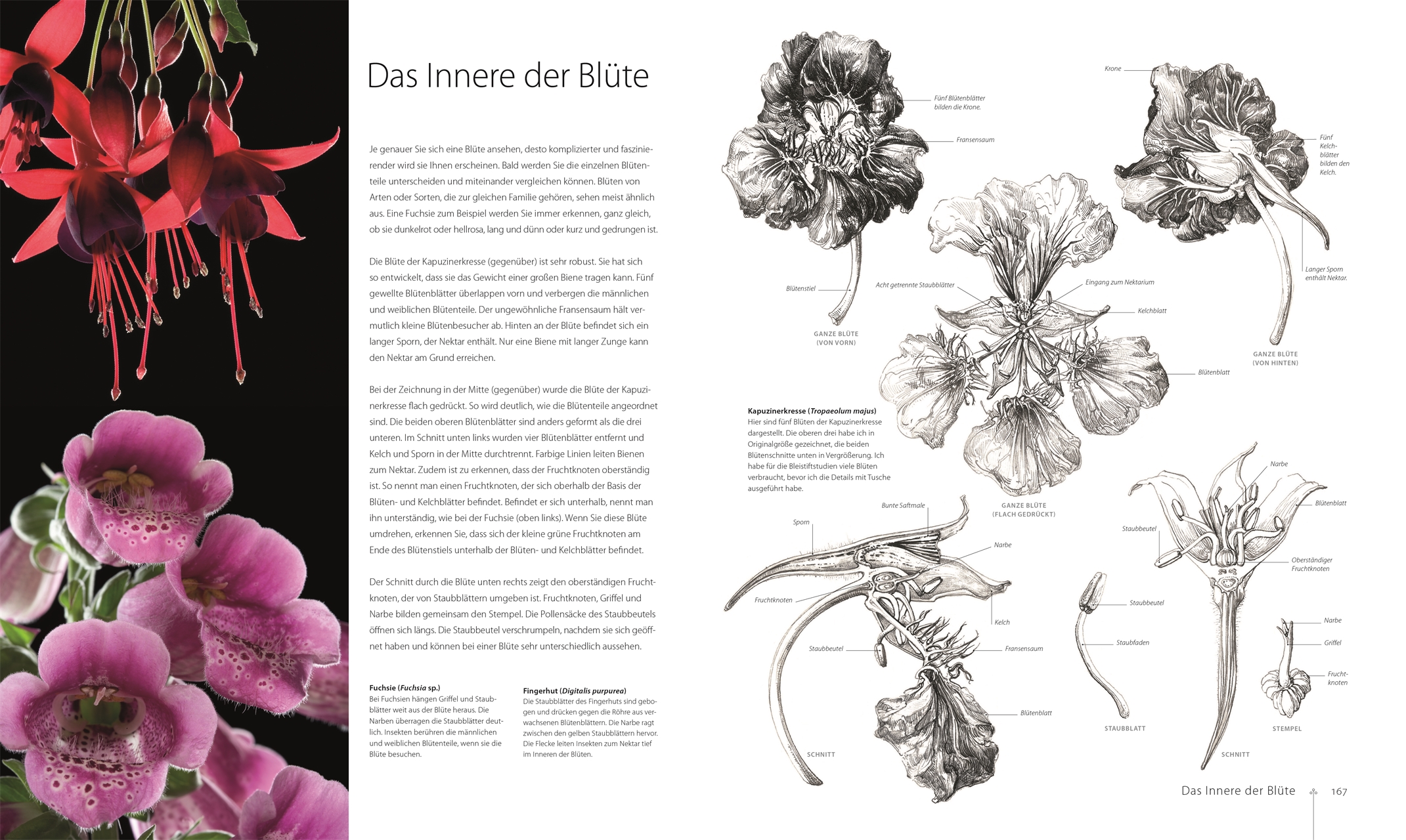 Botanik für Künstler