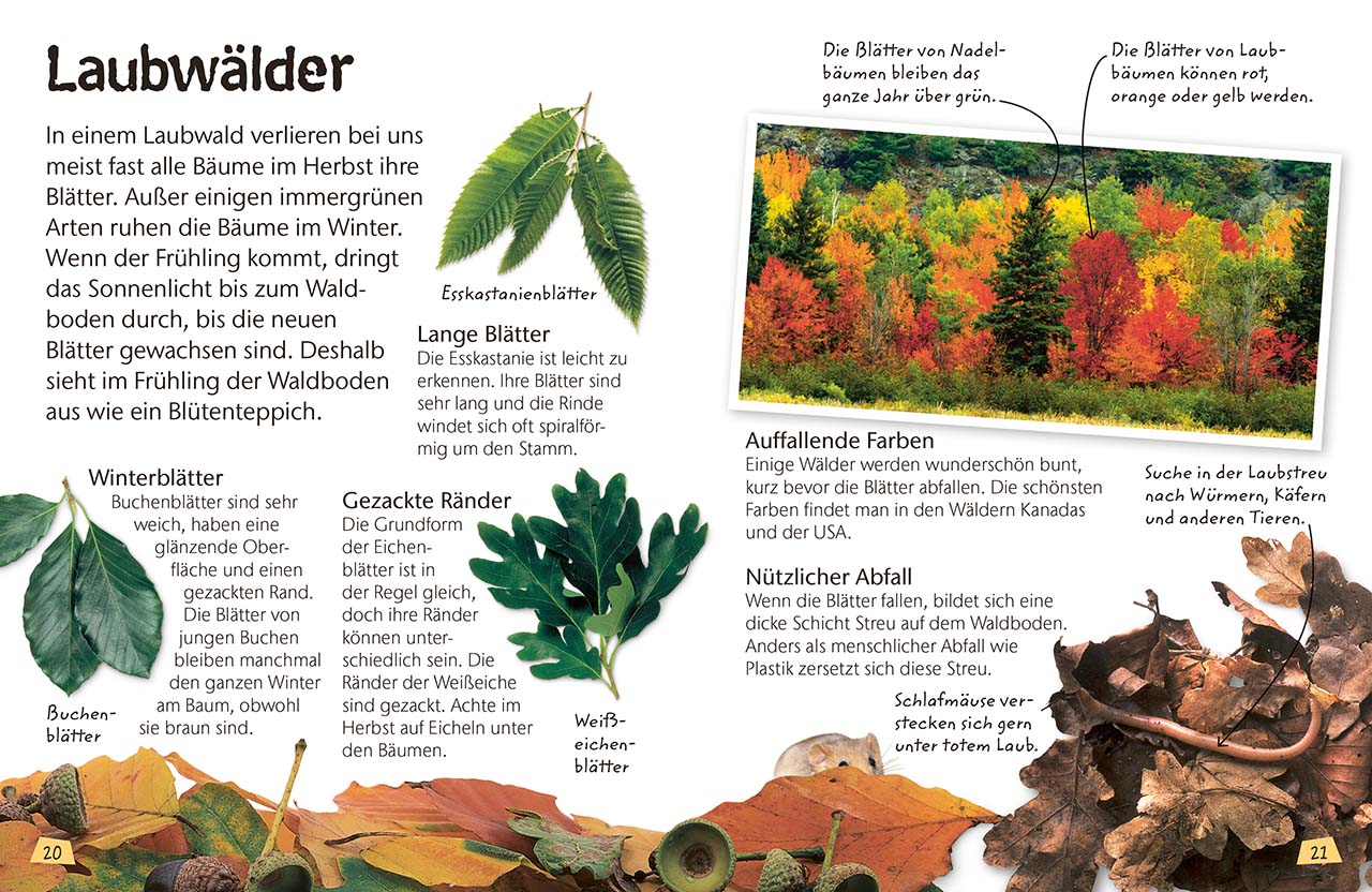 Naturführer für Kinder. Wald Naturführer für Kinder. Wald