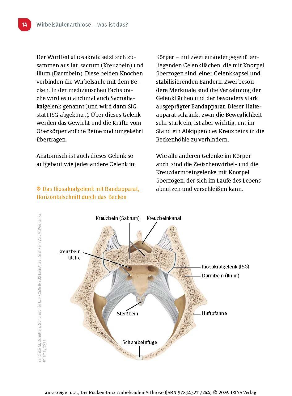 Der Rücken-Doc: Wirbelsäulen-Arthrose